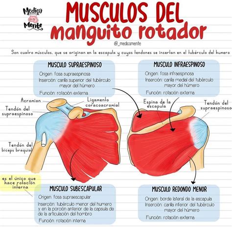 M Sculos Del Manguito Rotador Anatomia Humana Musculos Anatomia Y