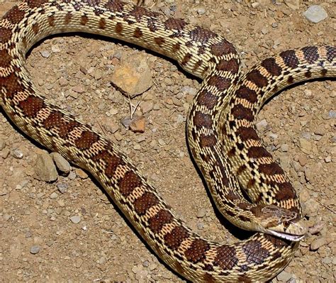 64 best Oklahoma snakes images on Pinterest | Oklahoma, Snakes and Photos