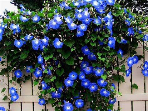 Blue Morning Glory Climbing Vine Seeds To Plant Beautiful