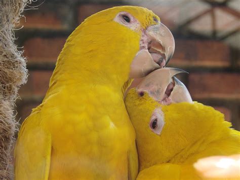 Yellow Birds Courtship Animal - Free photo on Pixabay