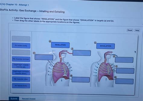 Solved 14 Chapter 10 Attempt 1BioFlix Activity Gas Chegg