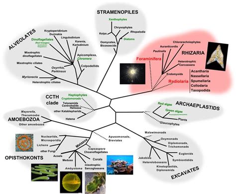 Rhizaria - Alchetron, The Free Social Encyclopedia