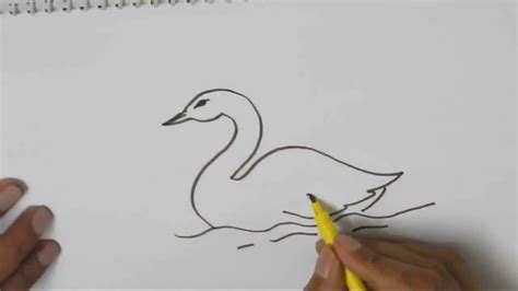 How To Draw A Baby Swan