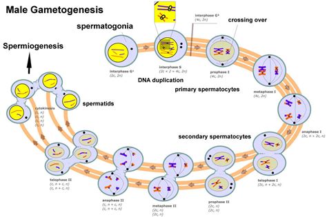 Gametogénesis y Embriología Mind Map