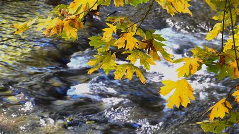 River Brook Stream Free Stock Video Pixabay