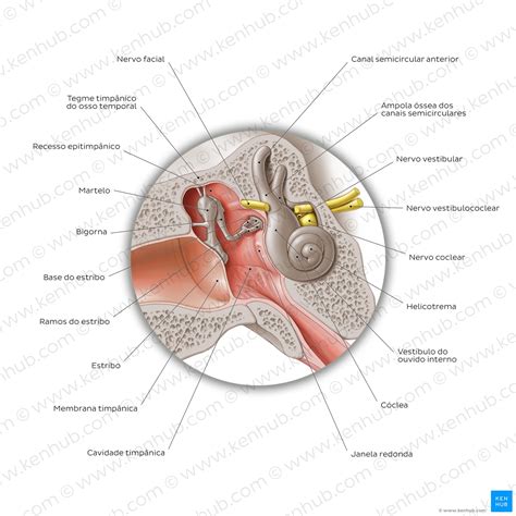 Orelha Ouvido Anatomia Partes Sistema Auditivo Kenhub