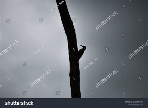 Silhouette Pileated Woodpecker Stock Photo 2115157490 | Shutterstock