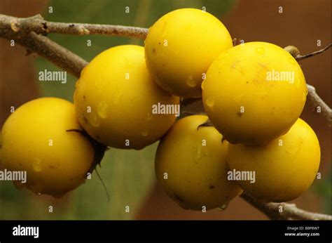 Africa Ethiopia The Fruit Of A Solanum Plant Stock Photo Alamy