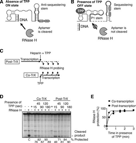 Rnase H Cleavage Assays Monitoring Co And Post Transcriptional Tpp