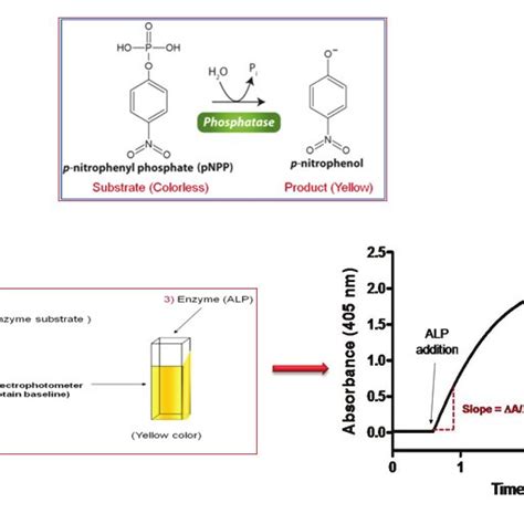 A Assay Reaction Catalyzed By Alkaline Phosphatase Alp Enzyme B