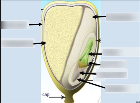 Seed Diagram Monocot Diagram Quizlet