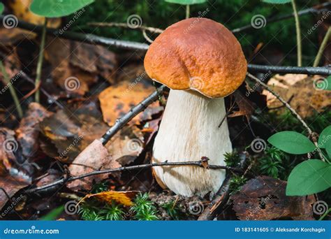 Cogumelo Boleto Na Floresta No Outono Porcini Selvagem Imagem De Stock