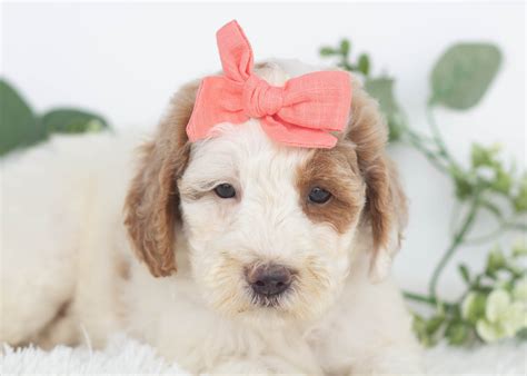 Mini Goldendoodles for Adoption — Family Bred Puppies