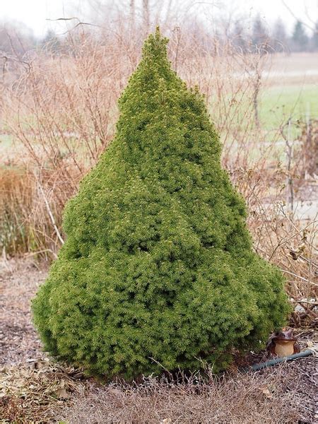 Picea glauca 'Conica' (Dwarf Alberta Spruce, Dwarf Alberta White Spruce ...