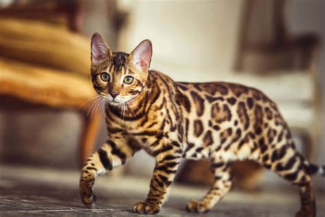 Породы пятнистых кошек с фото и названиями: кошки с леопардовым окрасом
