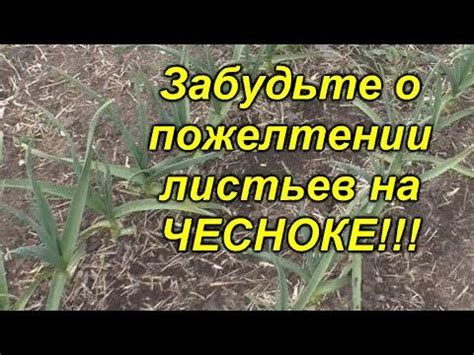 Проверенная схема проведения первой весенней подкормки чеснока! Из этой ...
