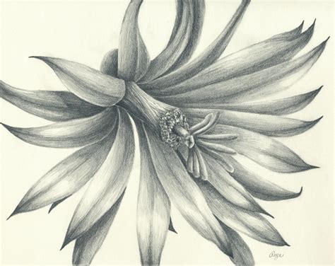 Little Cactus Flower Pencil Drawing Print