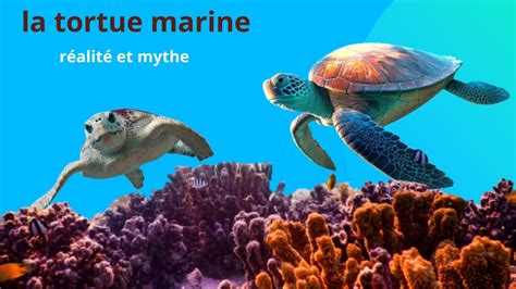 La Tortue Marine Entre La R Alit Et Les Mythes Fiche Compl Te Youtube