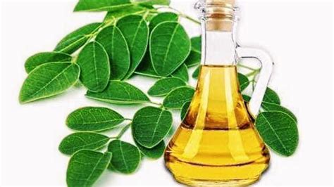 How To Extract Oil From Malunggay Moringa Leaves At Home Uses