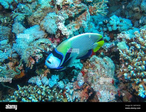 Imperator Kaiserfisch Pomacanthus Imperator Unterwasser Foto