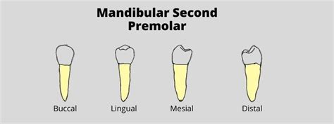 Mandibular Second Premolar:Dental Morphology | Dental Education Hub