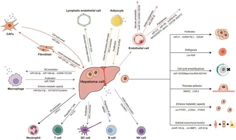 Tumor Associated Exosomes Are Involved In Hepatocellular Carcinoma Tumorigenesis Diagnosis And