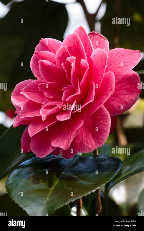 Single Bloom Of The Formal Double Camellia Japonica Rubescens Major