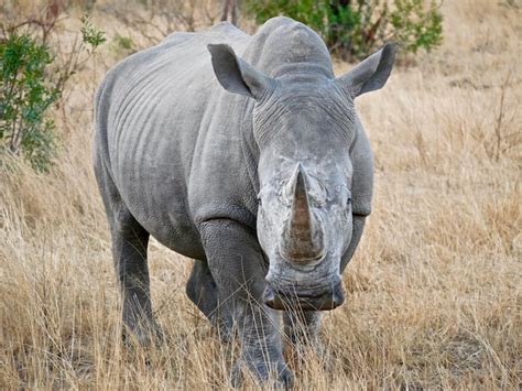 Rhinoc Ros Blanc Dans Le Parc National Kruger Afrique Du Sud Photo