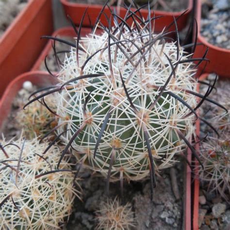 Товары — Cactus-shop