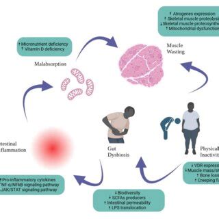 Promotion of Protective Immunity by the Microbiota. | Download ...