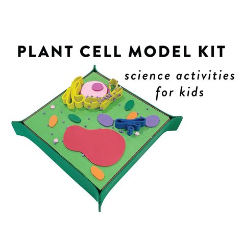 Plant Cell Model Kit Stem Activity For Kids Diy Homeschool Etsy