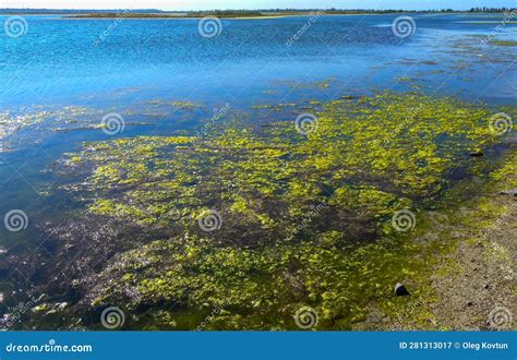 Clusters Of Green Algae Ulva And Enteromorpha In A Lake In The Lower