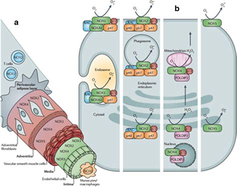 Cellular And Subcellular Expression Of Nadph Oxidase Isoforms In The