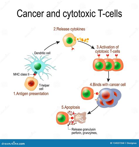 Cytolytic Clipart And Illustrations