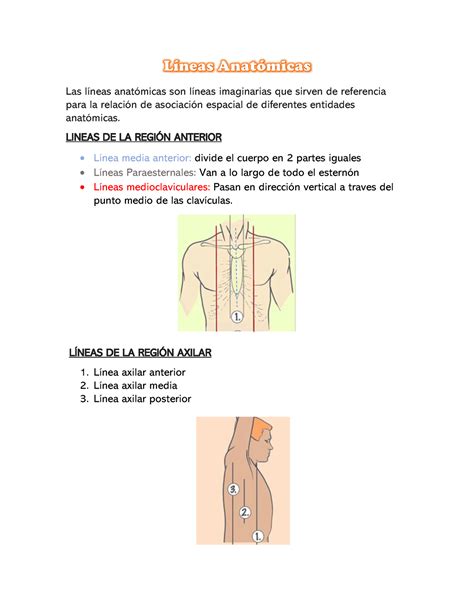 Lineas Anatomicas Las L Neas Anat Micas Son L Neas Imaginarias Que