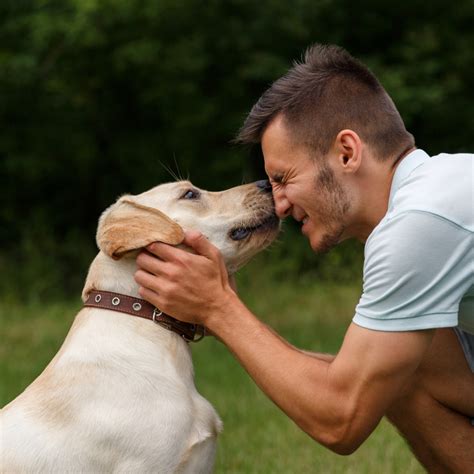 Treine Seu Pet Em Casa Adestramento Em Casa Para Cachorros