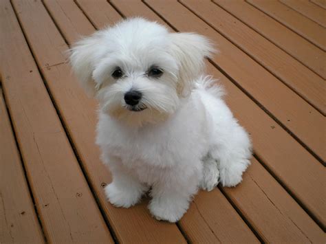 Maltese Dog Info Life Expectancy Size Temperament Puppies Pictures