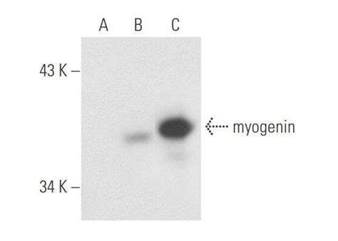 Myogenin D Scbt Santa Cruz Biotechnology