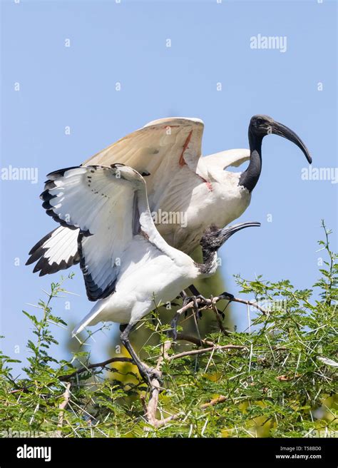 White African Sacred Ibis Threskiornis Aethiopicus Leidam Montagu