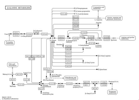 KEGG PATHWAY Beta Alanine Metabolism Reference Pathway