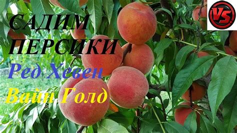 Посадка персиков сорт Ред Хевен и Вайн Голд / Planting Peaches Red ...