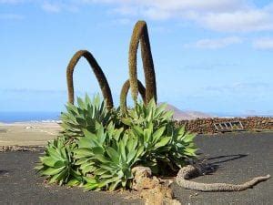 Agave Tanaman Ideal Untuk Taman