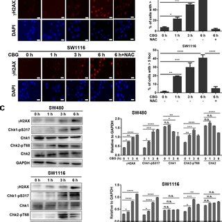 Cinobufagin Induced Oxidative DNA Damage Leads To Replication Stress