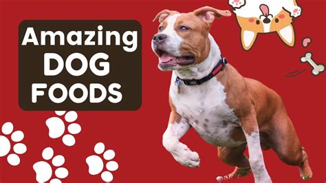 5 Best Dog Foods For American Staffordshire Terriers Youtube