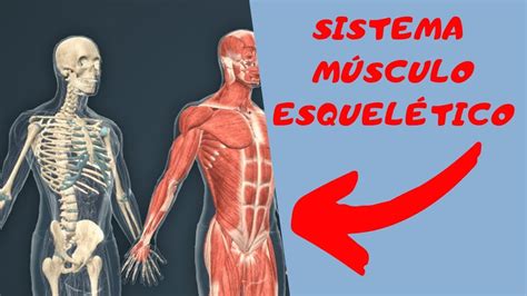 Sistema Muscular E Esqueletico FDPLEARN