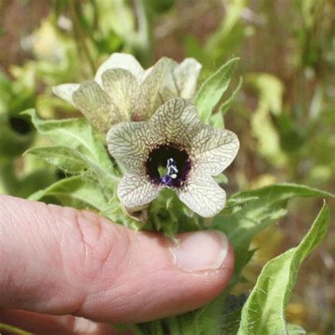 Amazon CHUXAY GARDEN Black Henbane Seed 200 Seeds Hyoscyamus