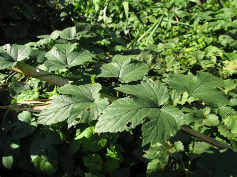 Humulus lupulus - Изображение особи - Плантариум