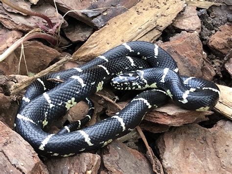 Eastern King Snake Project Noah