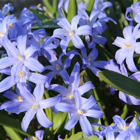 Chionodoxa luciliae