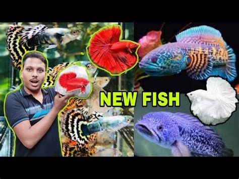 New Fish Added In My Betta And Guppy Farm Betta Fish Breeding Guppy